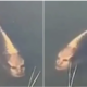 Fish Spotted With "A Human Face" Swimming In A Pond In China - WORLD OF BUZZ 1