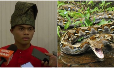 Heroic Kedah OKU Teen Rescues Mother By Wrestling 50KG Python Which Attacked Her - WORLD OF BUZZ