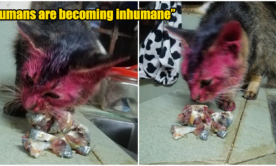 Irresponsible individuals painted kitty's face red - WORLD OF BUZZ 11