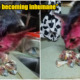 Irresponsible individuals painted kitty's face red - WORLD OF BUZZ 11