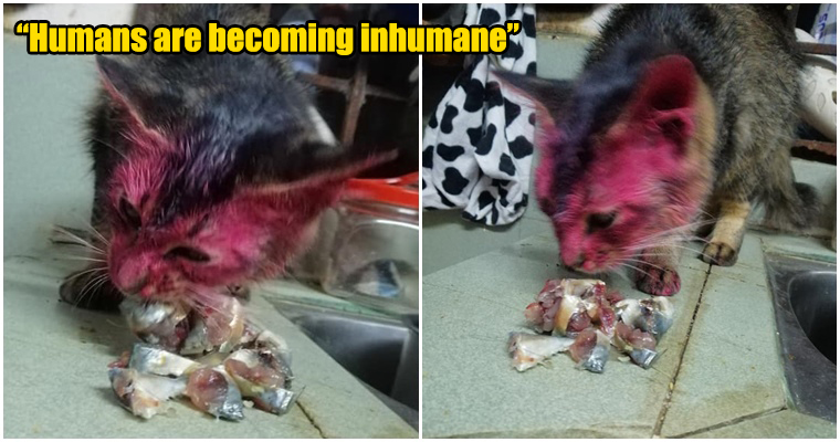 Irresponsible individuals painted kitty's face red - WORLD OF BUZZ 11