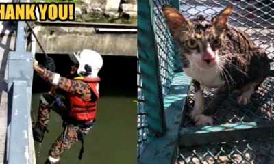 Johor Firemen Spent an Hour to Rescue a Cat That Fell Into a 6-Metre Drain - WORLD OF BUZZ 3