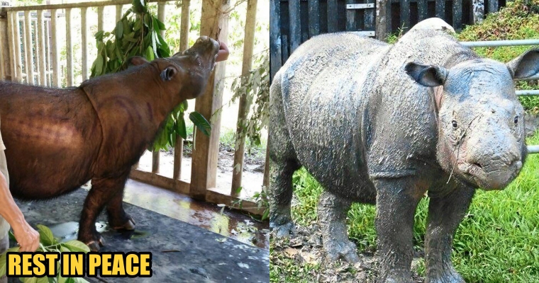 Malaysia's Last Sumatran Rhinoceros Passed Away Due to Cancer - WORLD OF BUZZ 2