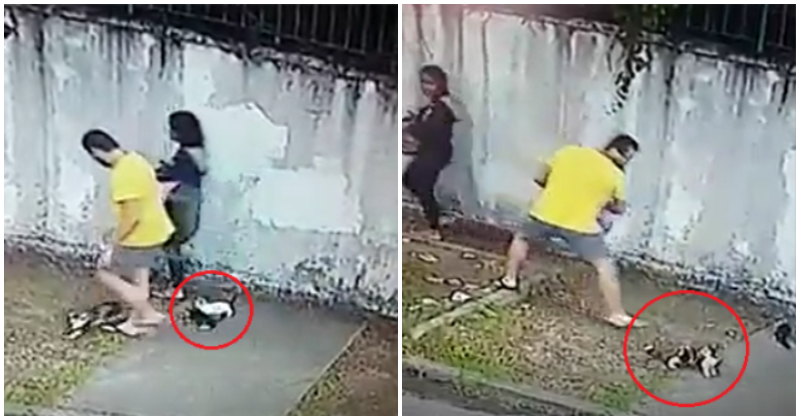 M'sian Man Dumps Kittens By Roadside, Attempts To Smack Adult Cat With Crate - WORLD OF BUZZ