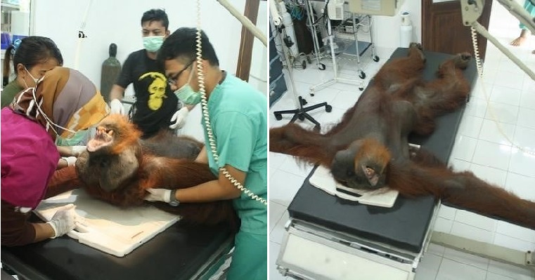 Orangutan Is Now Blind After Cruel Poachers Shot Him 24 Times With Air Rifle - WORLD OF BUZZ 6