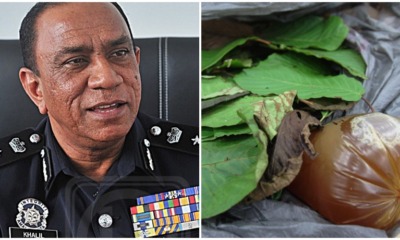PDRM: Growing Ketum Plants Can Help With The Betterment of Malaysia - WORLD OF BUZZ 1