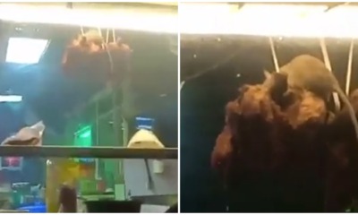Rat Nibbles On Hung Chicken At A Tomyam Food Stall In Penang - WORLD OF BUZZ 1