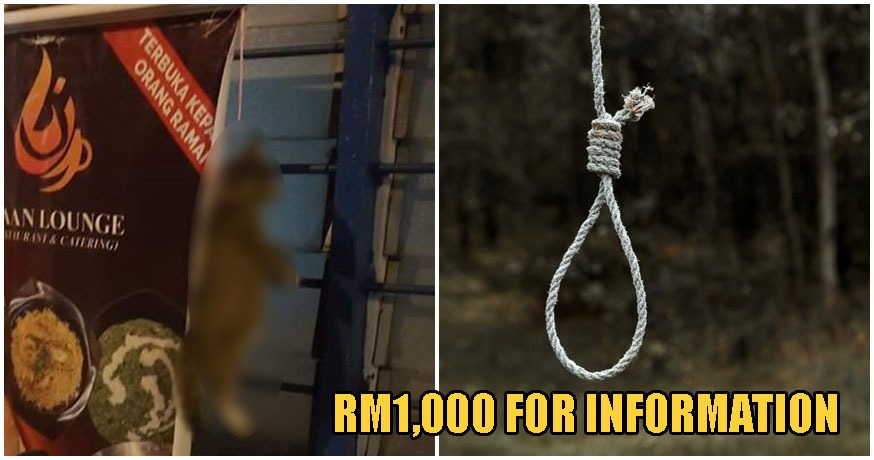 Stray Cat Found Cruelly Hung To Death In Perak, Activists Offering RM1,000 For Information - WORLD OF BUZZ