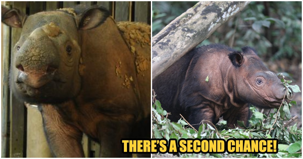 The Sumatran Rhino Species Will Most Probably Not Stay Extinct If This Technology Develops - WORLD OF BUZZ