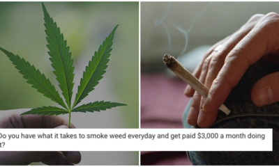 This Company Will Pay You RM150K A YEAR Just To Smoke Weed Erry'day - WORLD OF BUZZ