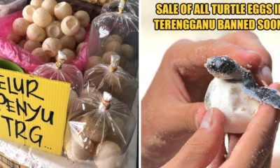 Turtle Eggs are not for sale bruh - WORLD OF BUZZ 3