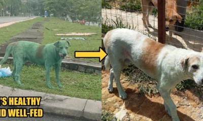 Update: The Green Dog was Not Abused, He Only Rolled Over Green Powder at The Dumpsite - WORLD OF BUZZ 1