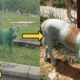 Update: The Green Dog was Not Abused, He Only Rolled Over Green Powder at The Dumpsite - WORLD OF BUZZ 1