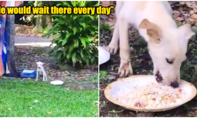 video: cute relationship between a muslim girl and her puppy - WORLD OF BUZZ 4