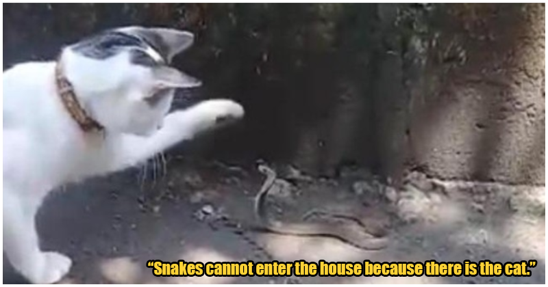Village Cat Protects His Family's Home From Snakes, Fights & Killed Venomous Cobras - WORLD OF BUZZ