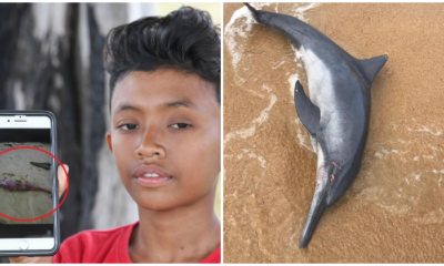 Beached Dolphin That Was Rescued In Terengganu Found Dead - WORLD OF BUZZ