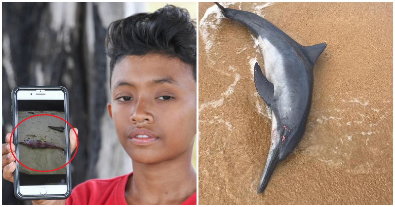 Beached Dolphin That Was Rescued In Terengganu Found Dead - WORLD OF BUZZ