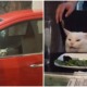Adorable M'sian Kitty Gets Trapped In Neighbour's Car, Turns On Hazard Lights To Attract Attention - WORLD OF BUZZ