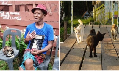 Calling All Cat Lovers! We Found Out That There Is A Meow Island In Pahang - WORLD OF BUZZ 19