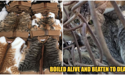 China Has Not Only Been Eating Cats But They Have Been Trading The furs as well - WORLD OF BUZZ 11