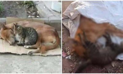 Cute Cat & Dog Best Friends Found Cruelly Poisoned To Death By Unknown Assailant - WORLD OF BUZZ