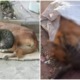 Cute Cat & Dog Best Friends Found Cruelly Poisoned To Death By Unknown Assailant - WORLD OF BUZZ