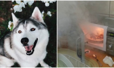 Dog Turns On Microwave & Accidentally Starts A Fire After Being Left Home Alone - WORLD OF BUZZ 2