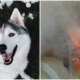 Dog Turns On Microwave & Accidentally Starts A Fire After Being Left Home Alone - WORLD OF BUZZ 2