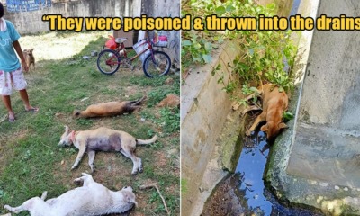 Five Neutered Dogs Were Mercilessly Poisoned & Thrown Into The Drains In Perak - WORLD OF BUZZ