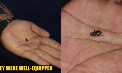 Fully-Equipped Kedah Firemen Rush to Combat a "Wild Animal", Turns Out It's Just a Fly - WORLD OF BUZZ 2