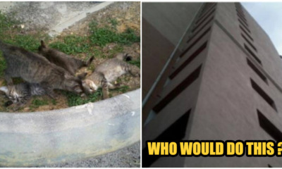 Heartbreaking: Mother Cat Grieves After Kittens Were Thrown From 9th Floor - WORLD OF BUZZ