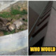 Heartbreaking: Mother Cat Grieves After Kittens Were Thrown From 9th Floor - WORLD OF BUZZ