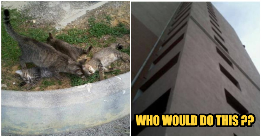 Heartbreaking: Mother Cat Grieves After Kittens Were Thrown From 9th Floor - WORLD OF BUZZ