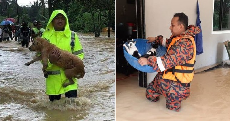 Heartwarming Photos Show Rescue Team Saving Helpless Pets During M'sian Flash Floods - WORLD OF BUZZ 3