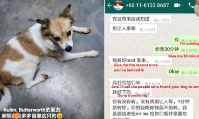 "I'm left heartbroken," Says M'sian Girl Who Almost Got Scammed by Man Who 'Found' Her Dog - WORLD OF BUZZ