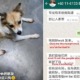 "I'm left heartbroken," Says M'sian Girl Who Almost Got Scammed by Man Who 'Found' Her Dog - WORLD OF BUZZ