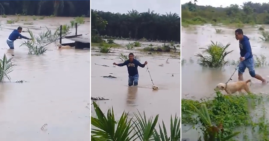 Kind M'sian Man Saves Poor Doggo Abandoned in Middle of Flooded Field - WORLD OF BUZZ 3