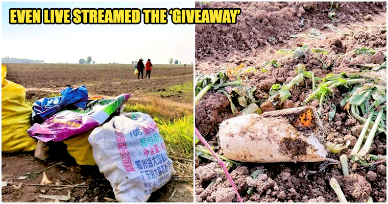 Radish Farmers Lost RM177K When Neighbout Mistook Generosity For Free-For-All Giveaway Leaving The Farm Barren - WORLD OF BUZZ