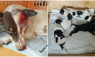 Sabah Dog Was Cruelly Slashed & Left To Bleed While Feeding Her 5 Newborn Puppies - WORLD OF BUZZ