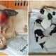 Sabah Dog Was Cruelly Slashed & Left To Bleed While Feeding Her 5 Newborn Puppies - WORLD OF BUZZ