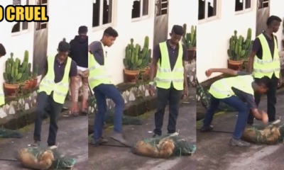 Seremban Dogcatchers Caught Hitting and Kicking a Stray Dog That Was Already Pinned Down - WORLD OF BUZZ