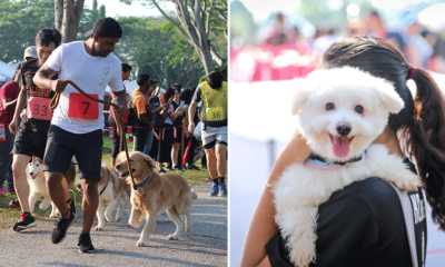 This Event in M'sia Has Over 700 Cute Doggos & Is Held In Conjunction with An Amazing Cause! - WORLD OF BUZZ