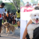 This Event in M'sia Has Over 700 Cute Doggos & Is Held In Conjunction with An Amazing Cause! - WORLD OF BUZZ