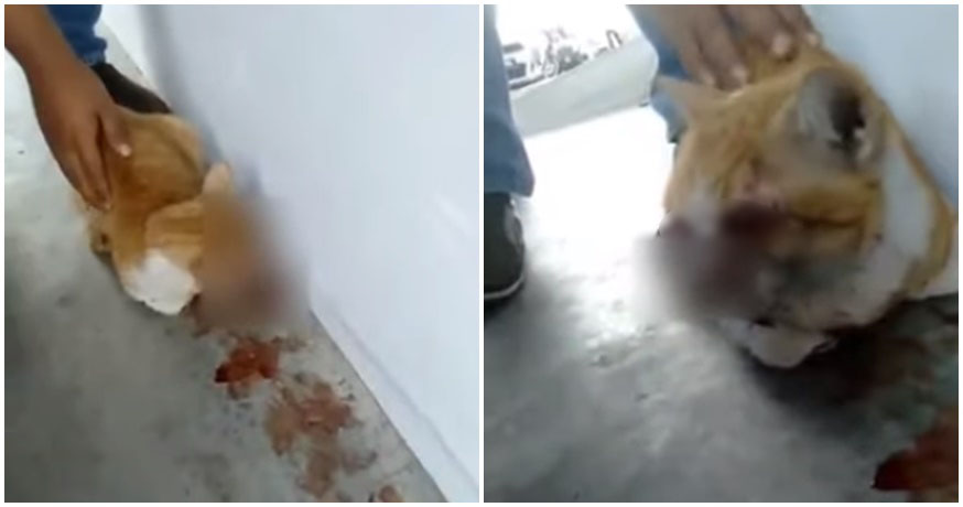 Video: Stray Cat In PJ Found With Its Eyes Horrifically Gouged Out By Cruel Unknown Person - WORLD OF BUZZ