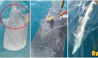 Watch: Whale Shark Asks For Help From M'sian Fishermen To Remove Rope On Its Body - WORLD OF BUZZ 2