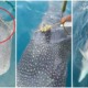 Watch: Whale Shark Asks For Help From M'sian Fishermen To Remove Rope On Its Body - WORLD OF BUZZ 2