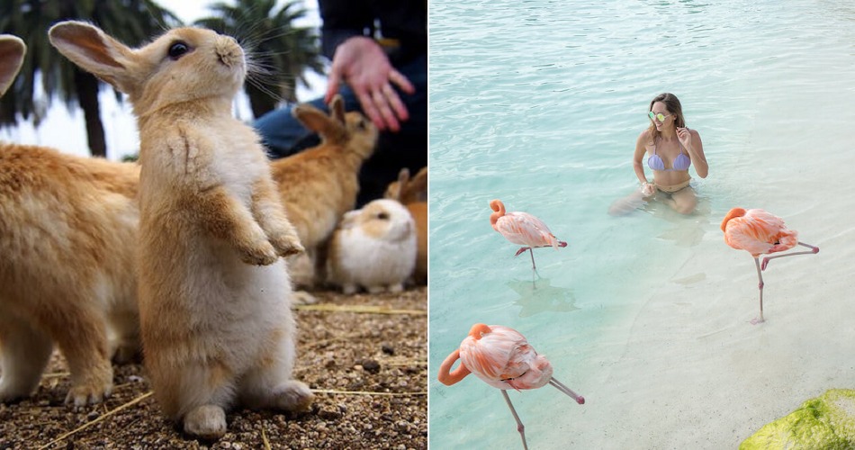 XXX animal islands - WORLD OF BUZZ 4