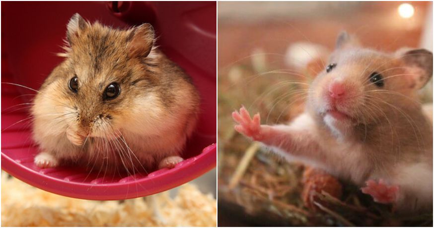 Hamster Sales Increases For Chinese New Year & SPCA Advised On Responsible Care - WORLD OF BUZZ