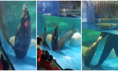 Horrifying Video Shows Seal - WORLD OF BUZZ