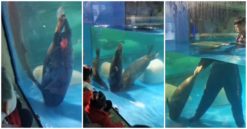 Horrifying Video Shows Seal - WORLD OF BUZZ